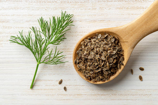 Raw dill seeds in a wooden spoon and sprig of fresh green dill on a rustic wooden table. Cooking with natural spices and seasonings. Anethum graveolens fruits for herbal medicine concept. stock photo