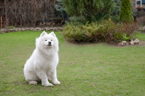 beautiful samoyed dog playing on the lawn in the garden