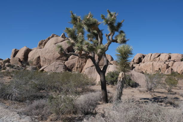 istock Joshua Trees in Joshua Tree NP, California 1396732685