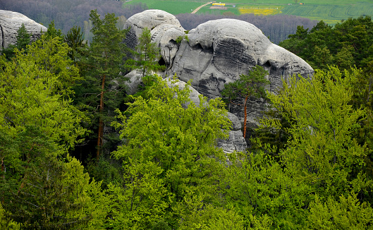 round rock formations attract climbers. sandstone rock towers polished by wind erosion. deciduous, mixed forest with beeches in early spring. lush leaves and gray rocks in the shape of elephant's back, pinus sylvestris, fagus, sylvatica, silvatica, mountain