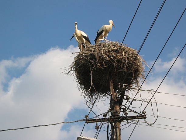 White Stork stock photo