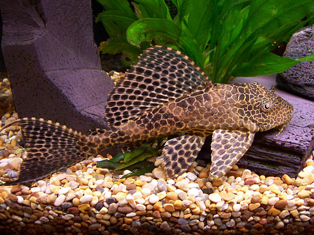 Plecostomus A plecostomus in my fishtank loricariidae stock pictures, royalty-free photos & images