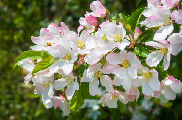 frühlings-apfelblüten - apfelbluete stock-fotos und bilder