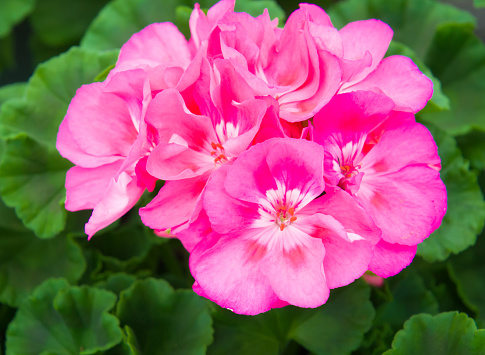 Close up of a cluster of beautiful pink geraniums against a backdrop of green leaves.