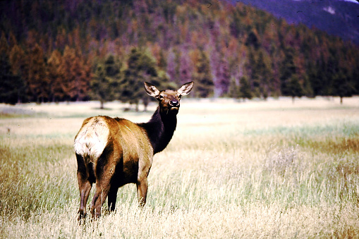 Elk in Hayden Valley, Yellowstone National Park