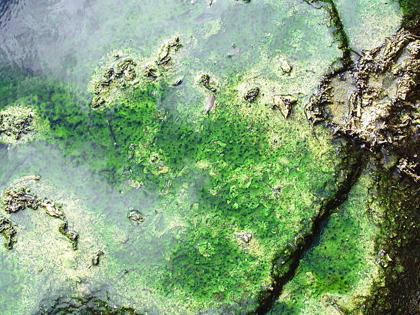 Geo Thermal Algae Texture stock photo