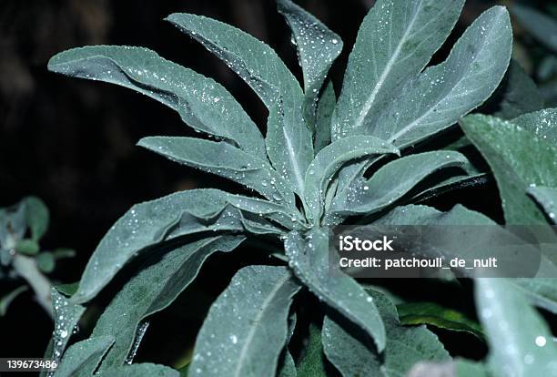 Salvia Apiana Nonno Bianco Salvia - Fotografie stock e altre immagini di Salvia - Salvia, Artemisia tridentata, Fumo - Materia