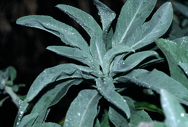 Salvia apiana, Grandfather White Sage stock photo