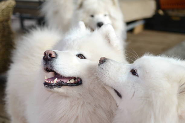 istock beautiful samoyed dog playing in the garden 1396734907
