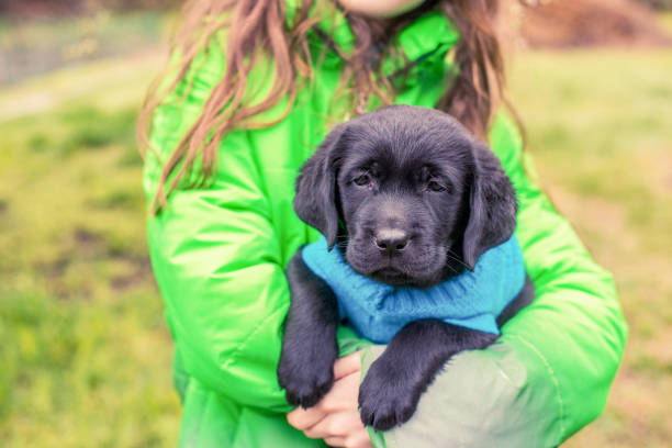 Labrador retriever in the arms of a girl in a green jacket. Black puppy. stock photo