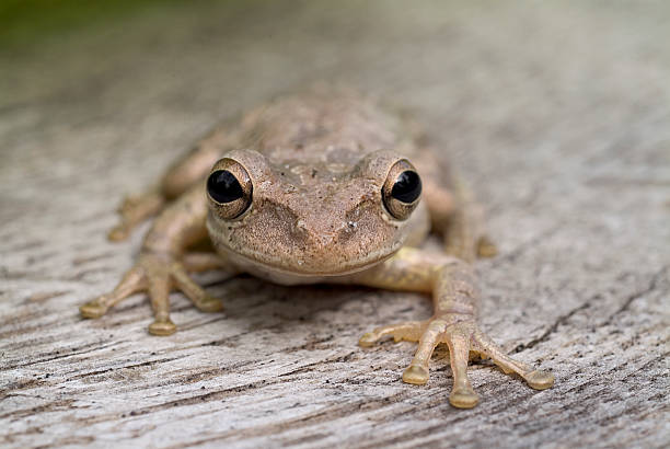 frogger - frogger zdjęcia i obrazy z banku zdjęć