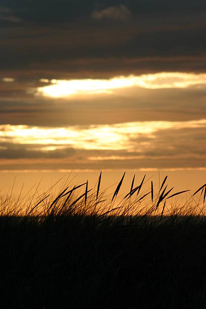 Beach grass sunset stock photo