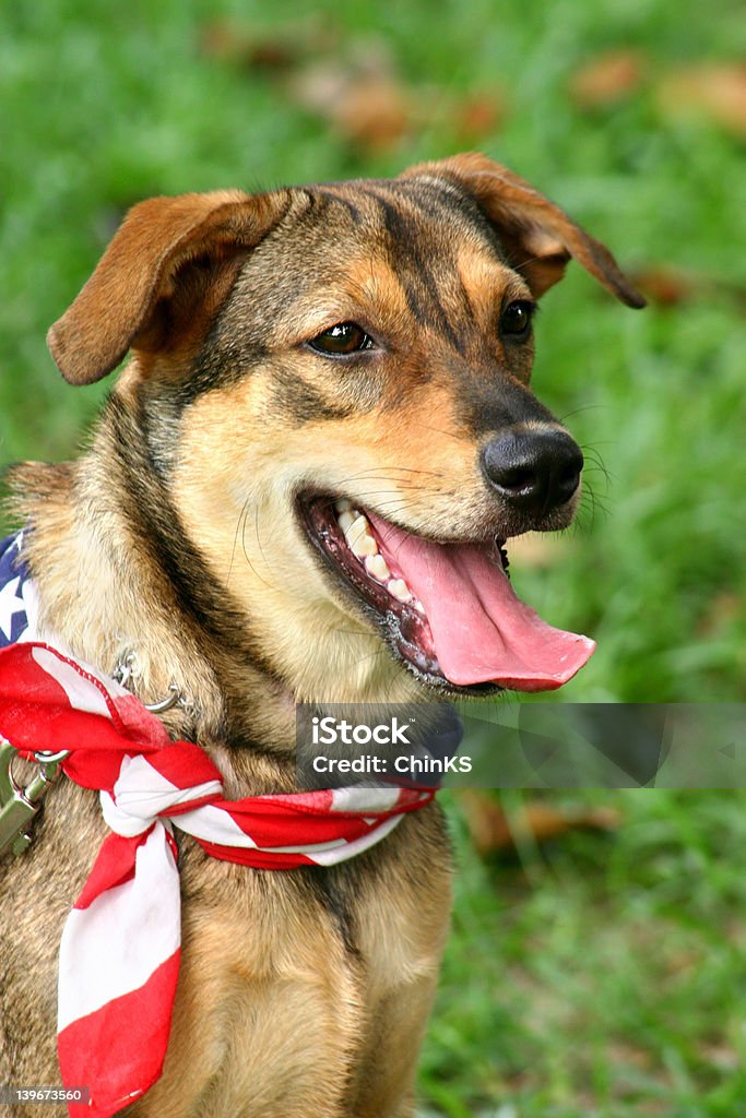 Chien heureux - Photo de Attendre libre de droits