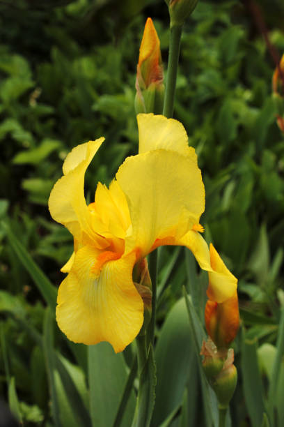 istock Iris flower in a garden 1396735926