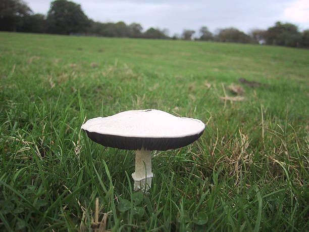 Edible field mushroom I stock photo