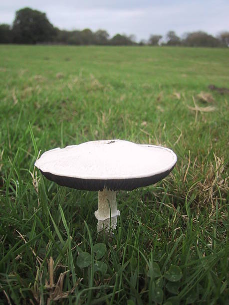 istock Edible field mushroom II 139673714