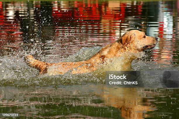 Foto de Retriever Descidas e mais fotos de stock de Agilidade - Agilidade, Amizade, Animal de estimação