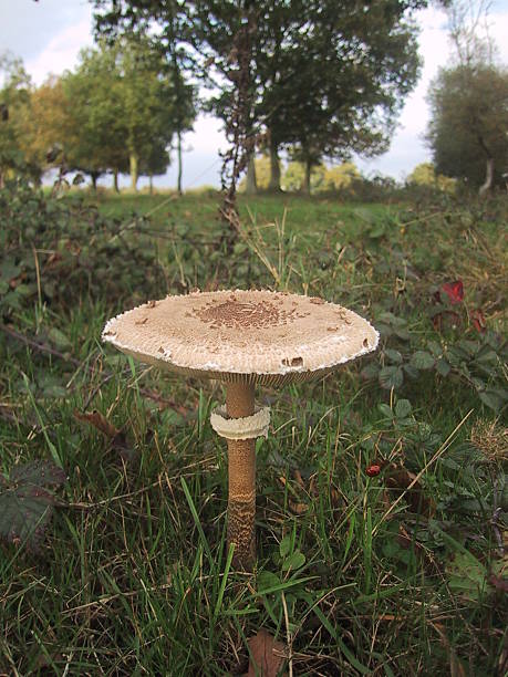 Edible parasol mushroom stock photo