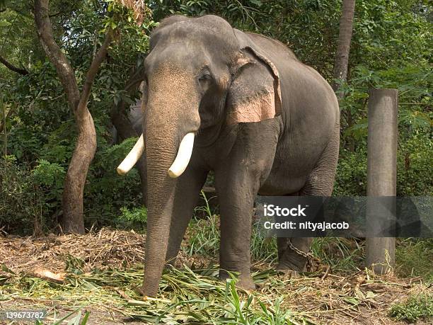 Tusker Im Guruvayur Elephant Park Stockfoto und mehr Bilder von Bundesstaat Kerala - Bundesstaat Kerala, Elefant, Fotografie