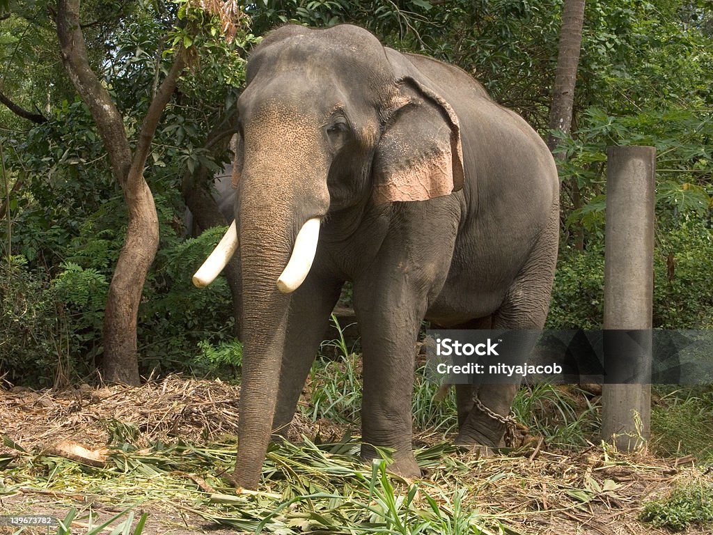 Tusker en Guruvayur parque de elefantes - Foto de stock de Aire libre libre de derechos