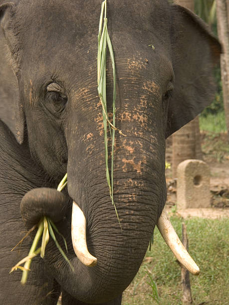 istock Close up of a tusker 139673786