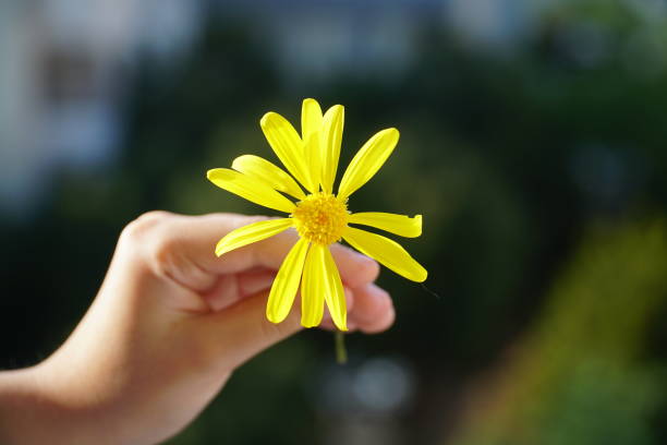 istock hand held yellow petaled flower 1396738257