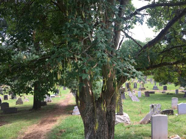 istock Golden Chain (Laburnum) - Trunk & lower canopy 1396739469