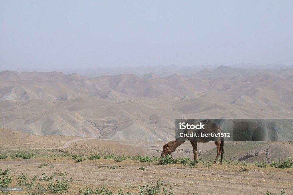 Верблюд в Афганистане - Стоковые фото Азия роялти-фри