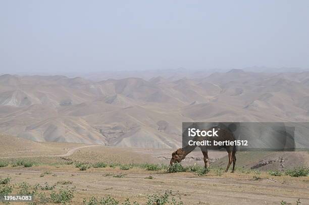 Верблюд В Афганистане — стоковые фотографии и другие картинки Азия - Азия, Бежевый, Без людей