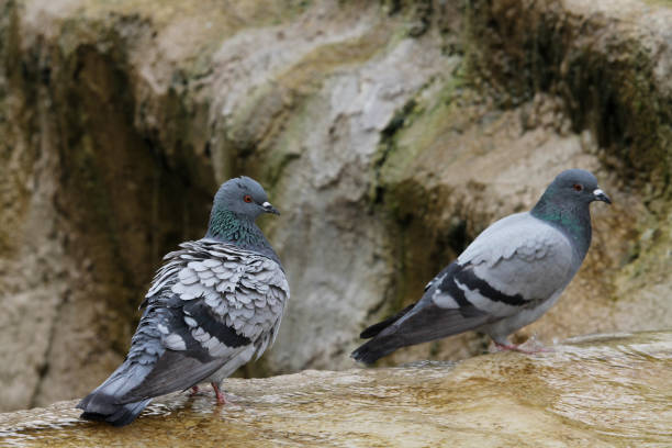 istock Two pigeons sitting on the fountain in Konya 1396740874