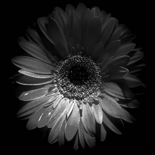 istock Grey shades Gerbera daisy close-up 1396740885