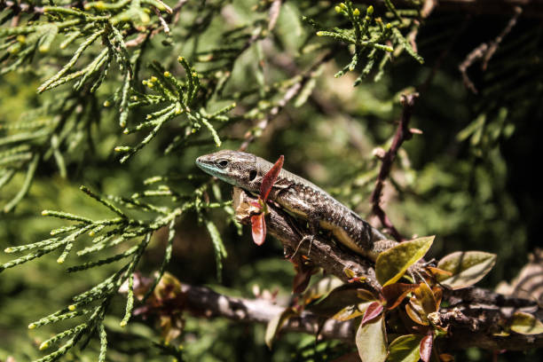Tiny lizard warming up in the sunlight at the background of southern greenery.