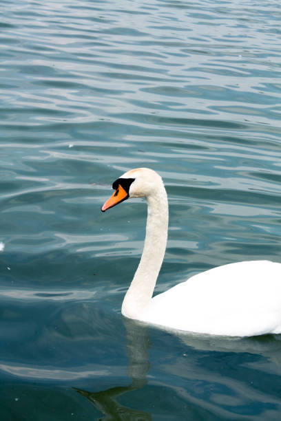 istock Head of white swan close-up 1396740999