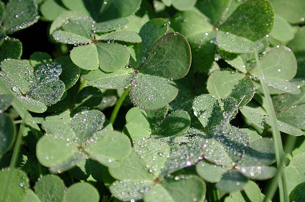 Clover closeup with dew droplets and shallow dof stock photo