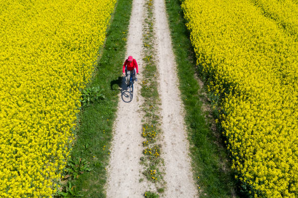 istock Woman Riding Bicycle Between Blooming Canola Fields in Spring, Aerial View 1396741016