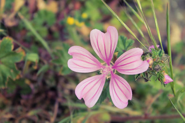 Gentle pink flower with five petals, wildflower of Belgrade, Serbia.