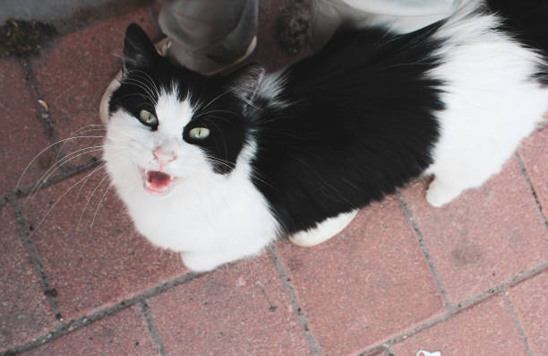istock Excited white and black straw cat 1396741057