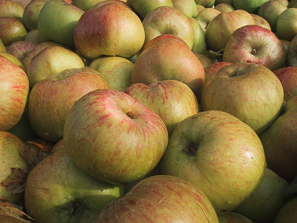 Autumn apples stock photo