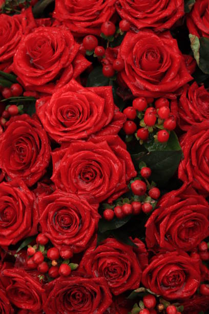 istock Red bridal roses with drops 1396741803