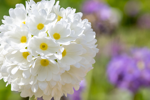 Close up of white drumstick primula (primula denticulata) flowers in bloom