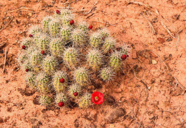 beleza no ochre - desert cactus flower hedgehog cactus - fotografias e filmes do acervo