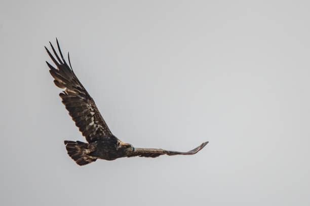 Golden Eagle flying over prairie ranch land of Montana in northwestern United States of America (USA).