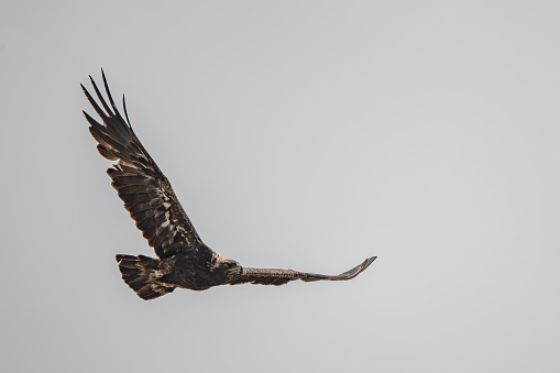 Golden Eagle flying over prairie ranch land of Montana in northwestern United States of America (USA).