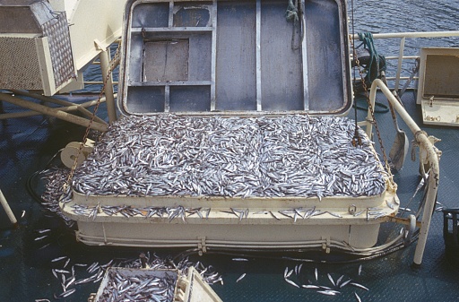 Iceland, 1994. Fishload with Atlantic anchovies.
