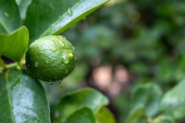 istock Lemon among green leaves with rainwater drops 1396742989