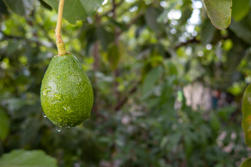 A palta - growing avocado on the green tree in nature