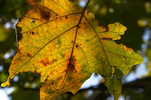 Baum verlassen Sie – Foto