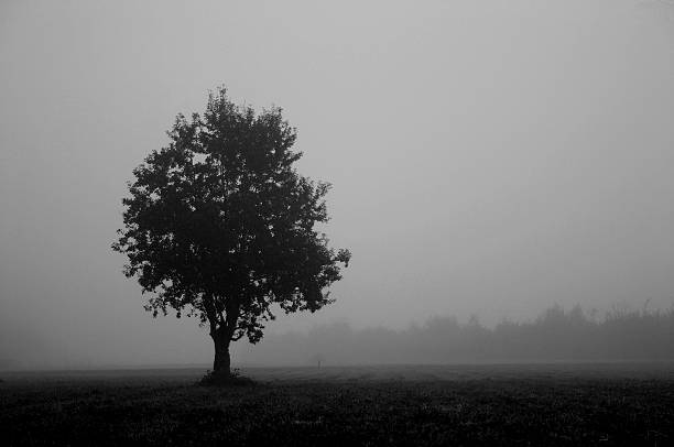 Arbre#2 (contrasty b & w - Photo