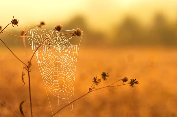 white spider web – Foto