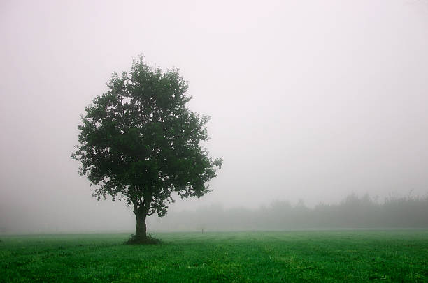 Arbre#1 (verte - Photo